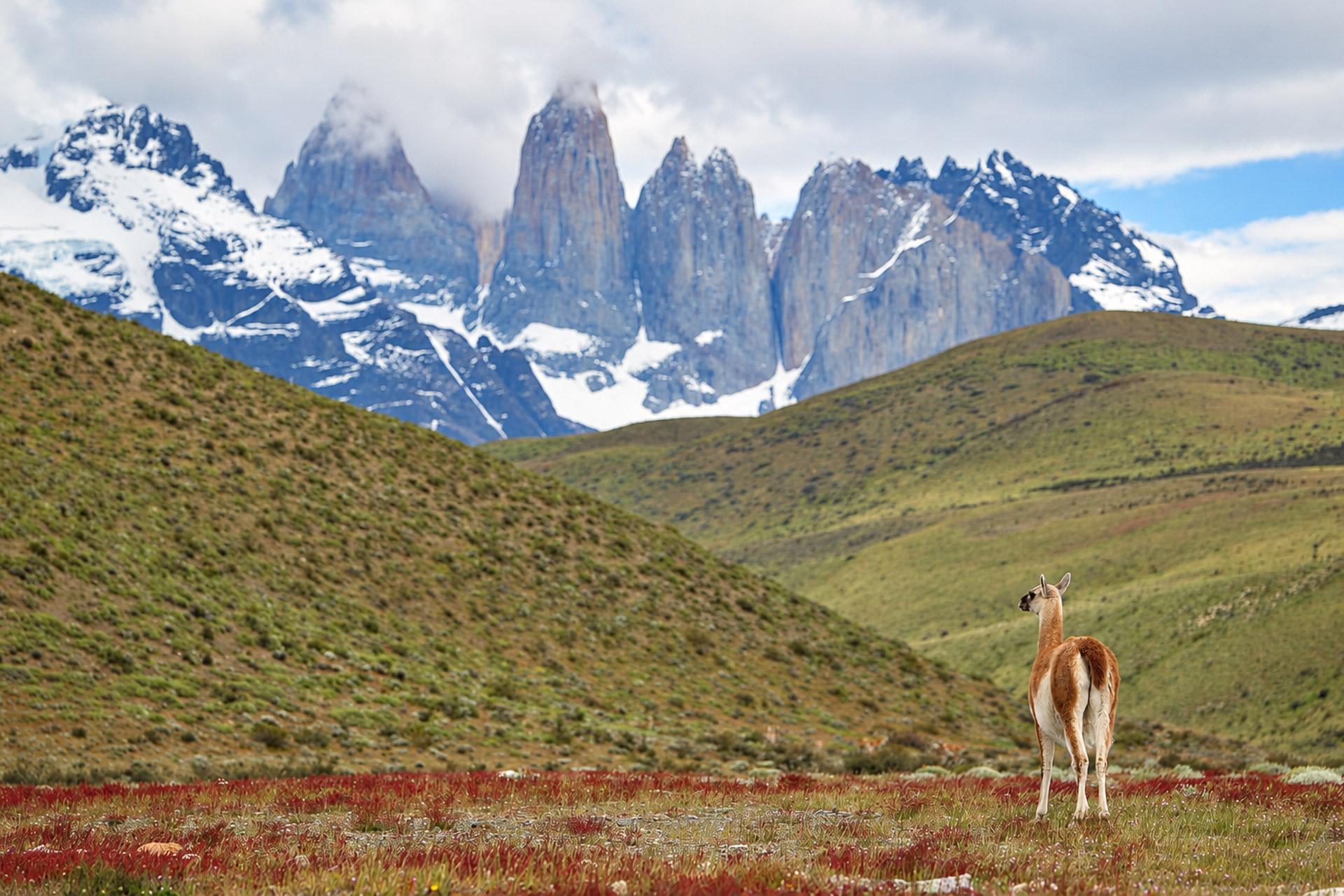 PATAGONIJA – GOSPODARJI VETRA Gvanako v patagonski pokrajini pred mogočnimi granitnimi stolpi Torres del Paine v Čilu.
